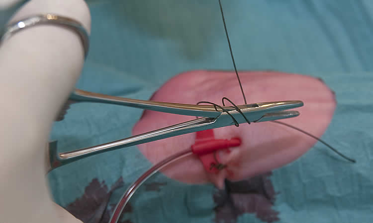 Galerie photographs-gestures-anesthetist-daily.